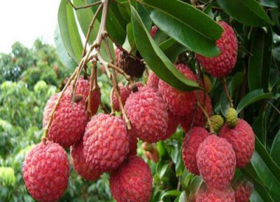 哪些水果糖分高? 糖分高的水果有哪些