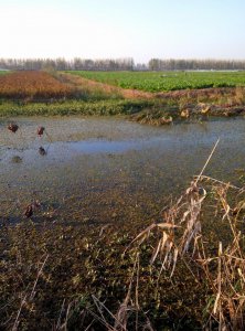 鲫鱼吃什么食物为主 鲫鱼的生活习性以及觅食习性