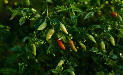 种的辣椒用肥料 种植辣椒施这4种肥易高产