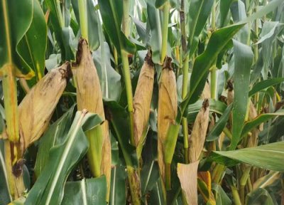 2023年种什么玉米品种好 高产玉米新品种种子排名