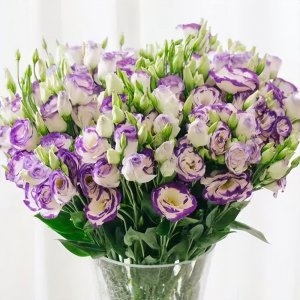 绿色洋桔梗花语是什么 七夕送什么花代表爱意