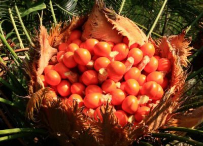 铁树果有毒吗 铁树果的功效与作用及禁忌