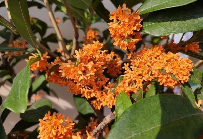 桂花树用什么肥料最好 种植桂花树这样施肥长得旺开花多