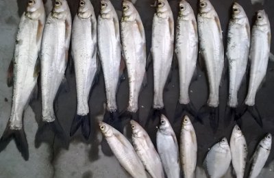 常说的白条是什么鱼 白条鱼的生活习性以及营养价值