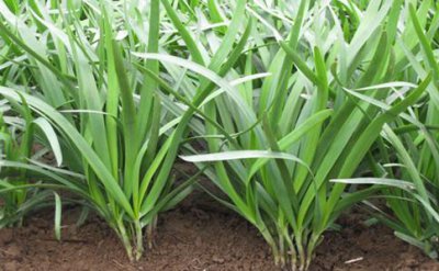 露地韭菜怎样过倒春寒 种在地里的韭菜怎么过冬