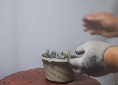 罗汉松扦插生根时间 罗汉松扦插多久生根