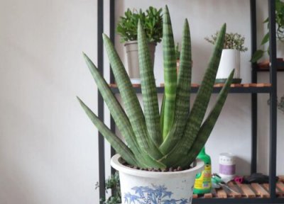 佛前香的养殖方法和注意事项 佛前香虎皮兰怎么养