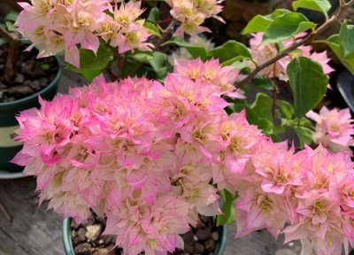 三角梅开花期浇水的正确方法 怎么浇水延长三角梅花期