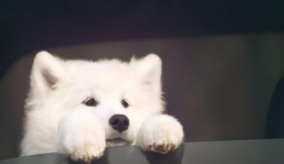 萨摩耶能活多少年 影响萨摩耶寿命的五个主要原因