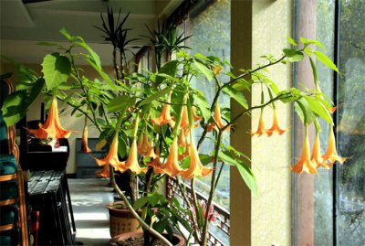 曼陀罗的寓意及象征 8大颜色曼陀罗的花语含义各不同