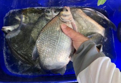 钓鳊鱼的方法和技巧介绍 钓鳊鱼的技巧以及注意事项