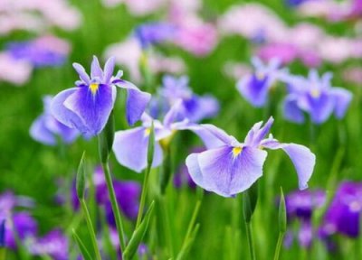 巴西鸢尾怎么修剪 修剪叶子的时间与方法