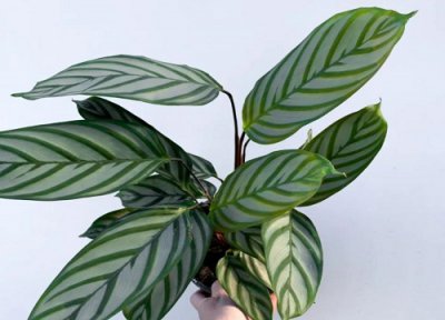 哪个品种的竹芋最好看 盘点五种最漂亮又美丽的竹芋