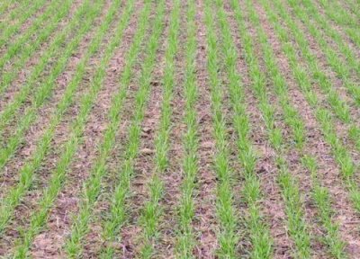 麦种深谷种浅荞麦芝麻盖半脸的意思 小麦种多深合适