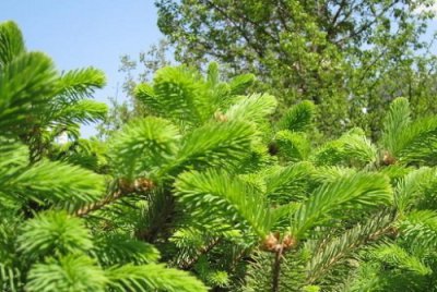 松树扦插时间 松树扦插生根最快方法