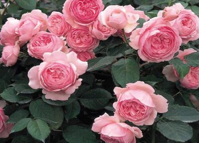 月季扦插生根最快方法 有哪些注意事项