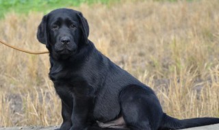 拉布拉多犬的优缺点 拉布拉多犬的优缺点有哪些