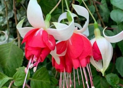 倒挂金钟的花语和寓意 象征什么意思