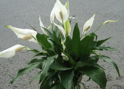 白掌冬天怎么养才能安全过冬 水培白掌越冬养殖方法