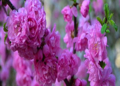 腊梅花特点 腊梅花的功效与作用