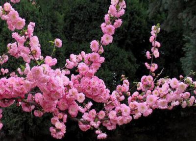 榆叶梅花期时间 榆叶梅花期是什么时候