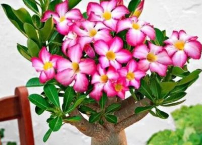 沙漠玫瑰耐寒最低温度是多少 沙漠玫瑰冬天怎么过冬