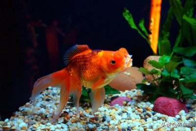 锦鲤和金鱼的区别 草金鱼和金鱼锦鲤鱼是什么关系