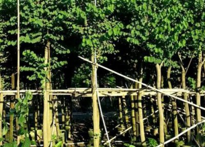 鸡丝木特点 鸡丝木是什么木材