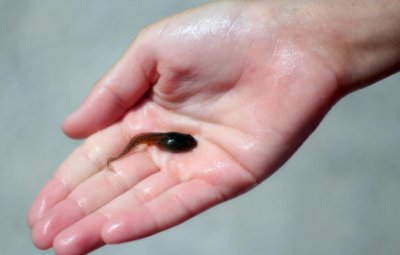 小蝌蚪喜欢吃什么食物 小蝌蚪是杂食性的动物