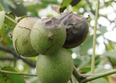 核桃炭疽病发病原因 核桃炭疽病的发病原因及治疗方法