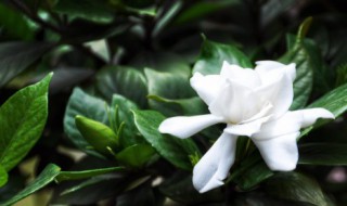 餐桌摆什么花 餐桌适合摆什么花