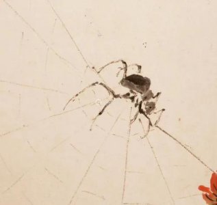 蜘蛛出现的时间寓意 蜘蛛突然出现预示什么事情发生