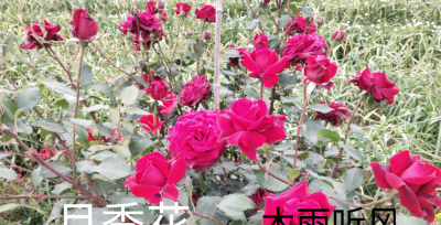 月季花几月份移栽最好活 最适宜移栽时间在立冬至惊蛰前后