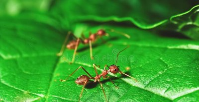 家庭消灭蚂蚁简单有效方法 家里小蚂蚁怎样能彻底清除