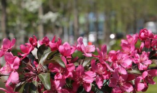 海棠叶子干枯怎么回事 海棠叶子干枯如何处理