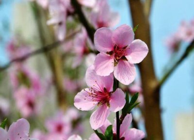 桃木为什么能辟邪 佩戴桃木能辟邪的传说与背后原因解释