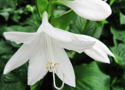 玉簪的花期时间 玉簪花花期是什么时候