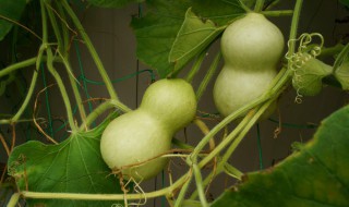 什么首饰可以辟邪保平安男 哪些首饰可以辟邪保平安男