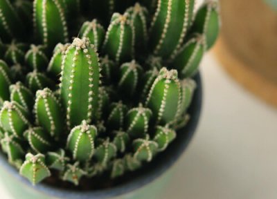 多肉万重山的养殖方法 多肉万重山的养殖方法和注意事项