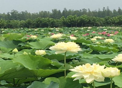 荷花的花语 荷花的品质和精神