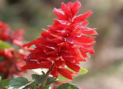 一串红播种时间 一串红什么时候播种合适