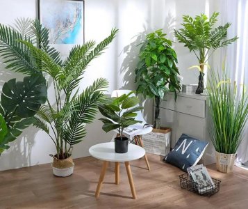 客厅适合养什么花和植物好好看又好养