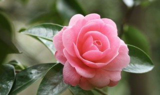 冬天怎么养才能旺盛叶子 冬天如何养才能旺盛叶子