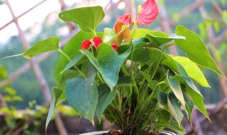 红掌什么季节换盆 红掌哪个季节换盆好