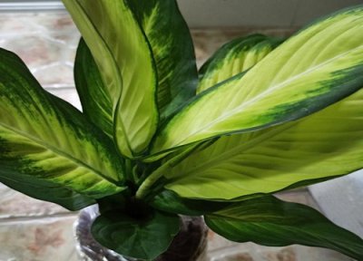 万年青叶子发黄是什么原因 万年青有黄叶怎么回事