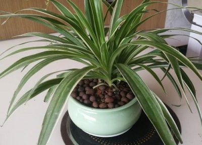 家中养什么花风水好对身体好又好养 屋里摆什么植物好