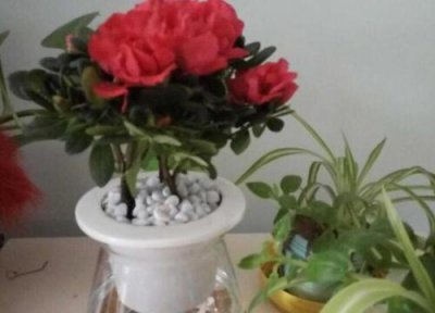 杜鹃什么时候分化花芽 杜鹃花花芽分化孕蕾的时期需要怎么养护