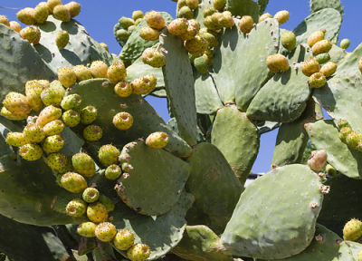 仙人掌多久浇一次水 仙人掌多少天浇一次水