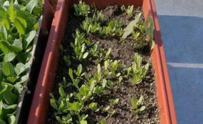 南墙根适合种什么菜 院子南边适合种什么蔬菜