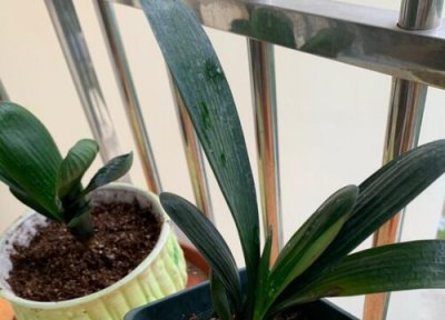 君子兰浇水方法 君子兰用什么方法浇水